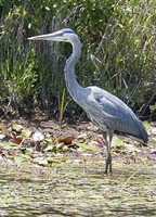 Blue Heron by Lin Toledo 2008